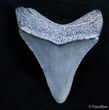 Inch Bone Valley Megalodon Tooth #2539-1